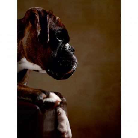 CALVENDO Puzzle CALVENDO Puzzle Yago Пазл CALVENDO Puzzle Яго