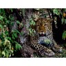 CALVENDO Puzzle CALVENDO Puzzle Leopard im Geholz Пазл CALVENDO Puzzle Леопард в лесу