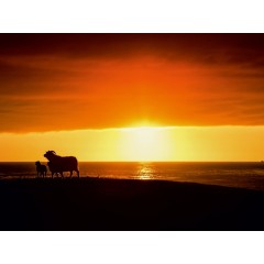 CALVENDO Puzzle CALVENDO Puzzle Beautiful Nature Пазл CALVENDO Puzzle Красивая Природа