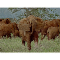 CALVENDO Puzzle CALVENDO Puzzle Elefantenherde : nah dran. Kenia Пазл CALVENDO Пазл стадо слонов: крупным планом. Кения