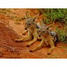 CALVENDO Puzzle CALVENDO Puzzle Junge Schakale im Tsavo West Пазл CALVENDO Puzzle Молодые шакалы в Цаво Вест