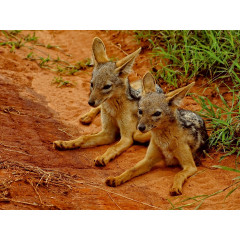 CALVENDO Puzzle CALVENDO Puzzle Junge Schakale im Tsavo West Пазл CALVENDO Puzzle Молодые шакалы в Цаво Вест