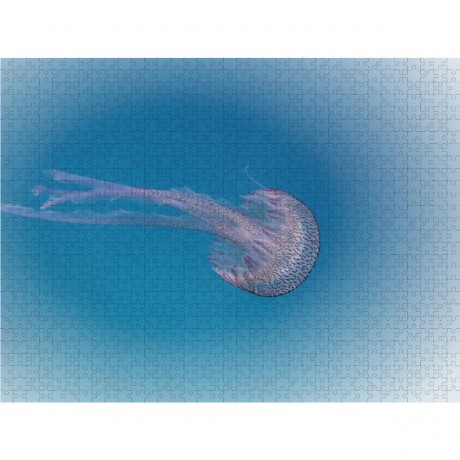 CALVENDO Puzzle CALVENDO Puzzle Faszination Leuchtquallen Пазл CALVENDO Puzzle Очарование светящихся медуз