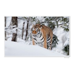 CALVENDO Puzzle CALVENDO Puzzle Emotional Moments: Big Cats of the World \/ UK-Version Пазл CALVENDO Puzzle Emotional Moments: Big Cats of the World / UK version