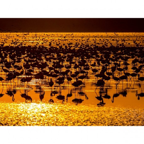 CALVENDO Puzzle CALVENDO Puzzle Flamingos Пазл CALVENDO Пазл фламинго