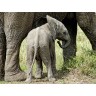 CALVENDO Puzzle CALVENDO Puzzle Kleiner Elefant Пазл CALVENDO Пазл Маленький слоненок
