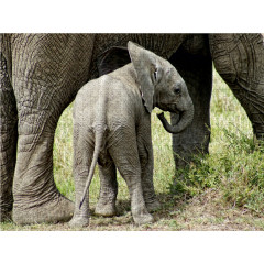 CALVENDO Puzzle CALVENDO Puzzle Kleiner Elefant Пазл CALVENDO Пазл Маленький слоненок