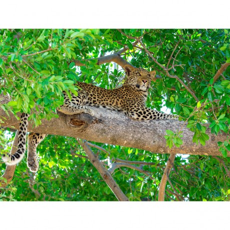 CALVENDO Puzzle CALVENDO Puzzle Leopard im Baum Пазл CALVENDO Puzzle Леопард на дереве