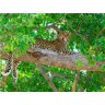 CALVENDO Puzzle CALVENDO Puzzle Leopard im Baum Пазл CALVENDO Puzzle Леопард на дереве