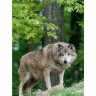CALVENDO Puzzle CALVENDO Puzzle Emotionale Momente: Der Wolf. Пазл CALVENDO Пазл Эмоциональные моменты: Волк.