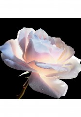 DIOR DIOR PRESTIGE LE CONCENTRE YEUX Wimpernpflege refill DIOR PRESTIGE LE CONCENTER YEUX уход за ресницами