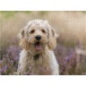 CALVENDO Puzzle CALVENDO Puzzle Labradoodle Welpe Пазл CALVENDO Puzzle Лабрадудель Щенок