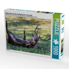 CALVENDO Puzzle CALVENDO Puzzle Wohlig walzt sich der brunftige Hirsch in der Suhle. Пазл CALVENDO Puzzle Олень во время гона счастливо валяется в луже.