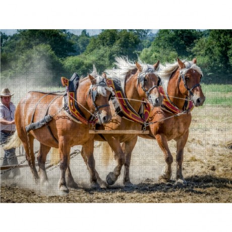CALVENDO Puzzle CALVENDO Puzzle Feldarbeit zu Pferde Пазл CALVENDO Puzzle Полевые работы верхом на лошади