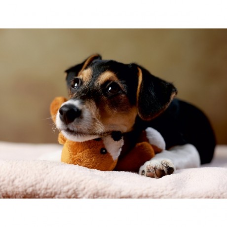 CALVENDO Puzzle CALVENDO Puzzle Liu Пазл CALVENDO Пазл Лю