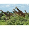 CALVENDO Puzzle CALVENDO Puzzle Giraffen. Grazios und anmutig. Kenia Пазл CALVENDO Пазл жирафы. Изящный и грациозный. Кения