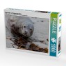 CALVENDO Puzzle CALVENDO Puzzle Kegelrobbe auf Helgolands Dune Пазл CALVENDO Puzzle Серый тюлень на дюне Гельголанда