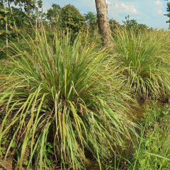 neemen PROTECT  ЗАЩИЩАТЬ