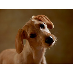 CALVENDO Puzzle CALVENDO Puzzle Lio Пазл CALVENDO Puzzle Лев