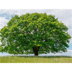 CALVENDO Puzzle CALVENDO Puzzle Eiche in den vier Jahreszeiten. Пазл CALVENDO Пазл Дуб в четыре сезона.