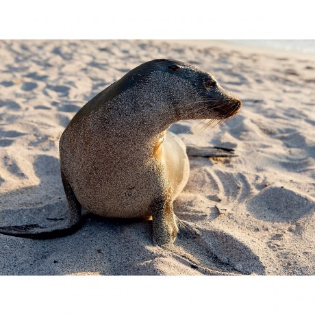 CALVENDO Puzzle CALVENDO Puzzle Galapagos Seelowe Пазл CALVENDO Puzzle Галапагосский морской лев