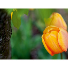 CALVENDO Puzzle CALVENDO Puzzle Gelbe Tulpen Пазл CALVENDO Puzzle Желтые тюльпаны