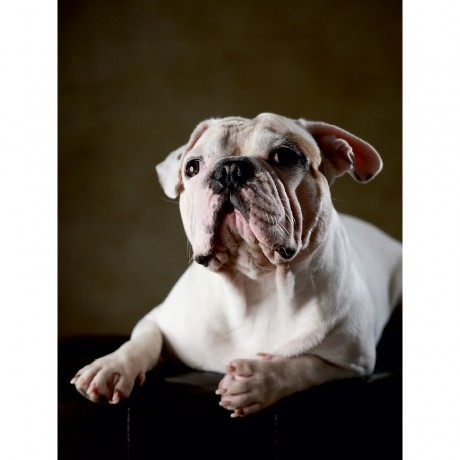 CALVENDO Puzzle CALVENDO Puzzle Olaf Пазл CALVENDO Пазл Олаф