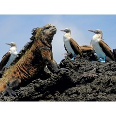 CALVENDO Puzzle CALVENDO Puzzle Meerechse  Blaufusstolpel Пазл CALVENDO Puzzle морская игуана синеногая щетина