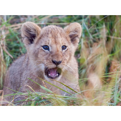 CALVENDO Puzzle CALVENDO Puzzle Emotional Moments: Lion Cubs Пазл CALVENDO Puzzle Emotional Moments: Львята