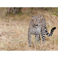 CALVENDO Puzzle CALVENDO Puzzle Emotionale Momente: Leoparden Пазл CALVENDO Puzzle Эмоциональные моменты: леопарды