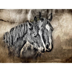 CALVENDO Puzzle CALVENDO Puzzle Pferde-Graphiken Пазл CALVENDO Пазл лошадь графика