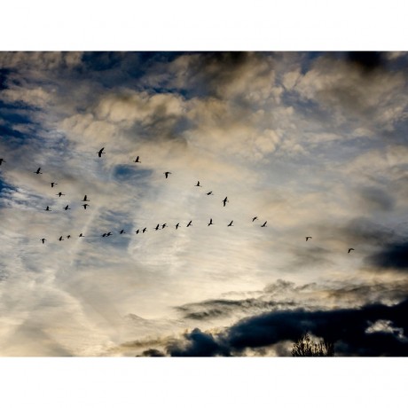 CALVENDO Puzzle CALVENDO Puzzle Cranes Пазл CALVENDO Puzzle Cranes