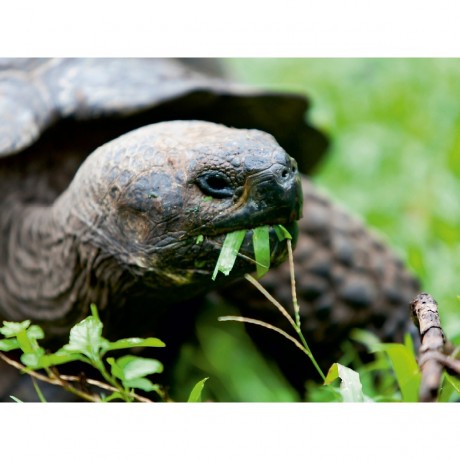 CALVENDO Puzzle CALVENDO Puzzle Riesenschildkrote auf der Galapagos Insel Floreana Пазл CALVENDO Puzzle Гигантская черепаха на галапагосском острове Флореана