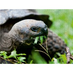 CALVENDO Puzzle CALVENDO Puzzle Riesenschildkrote auf der Galapagos Insel Floreana Пазл CALVENDO Puzzle Гигантская черепаха на галапагосском острове Флореана
