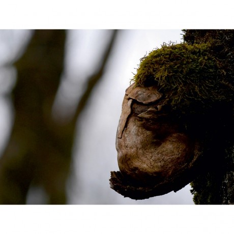 CALVENDO Puzzle CALVENDO Puzzle Muffeliger Wurzelgnom Пазл CALVENDO Puzzle Grumpy root gnome