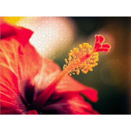 CALVENDO Puzzle CALVENDO Puzzle Hibiskus-Blute Пазл CALVENDO Puzzle Цветок гибискуса