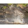 CALVENDO Puzzle CALVENDO Puzzle Das Zebra rettet sich nach einer Krokodilattacke Пазл CALVENDO Puzzle Зебра спасается после нападения крокодила