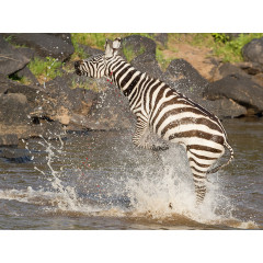 CALVENDO Puzzle CALVENDO Puzzle Das Zebra rettet sich nach einer Krokodilattacke Пазл CALVENDO Puzzle Зебра спасается после нападения крокодила