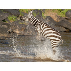 CALVENDO Puzzle CALVENDO Puzzle Das Zebra rettet sich nach einer Krokodilattacke Пазл CALVENDO Puzzle Зебра спасается после нападения крокодила
