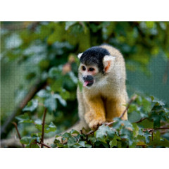 CALVENDO Puzzle CALVENDO Puzzle Totenkopfaffchen Пазл CALVENDO Puzzle Белка Обезьянка