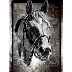 CALVENDO Puzzle CALVENDO Puzzle Arabisches Pferd Пазл CALVENDO Пазл Арабская лошадь