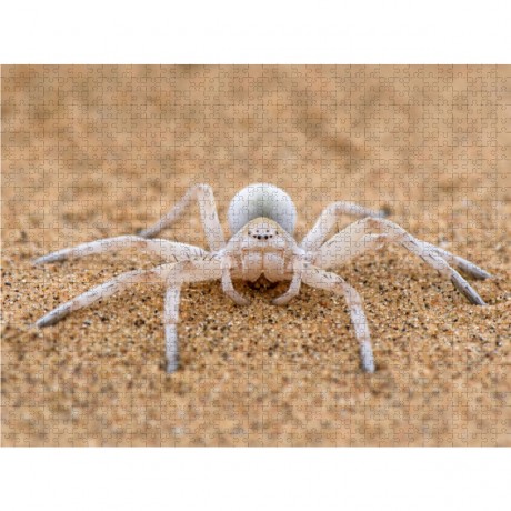 CALVENDO Puzzle CALVENDO Puzzle Eine Wustenspinne Пазл CALVENDO Puzzle Пустынный паук