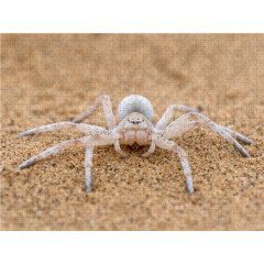 CALVENDO Puzzle CALVENDO Puzzle Eine Wustenspinne Пазл CALVENDO Puzzle Пустынный паук