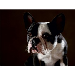 CALVENDO Puzzle CALVENDO Puzzle Shahrukh Пазл CALVENDO Пазл Шахрукх