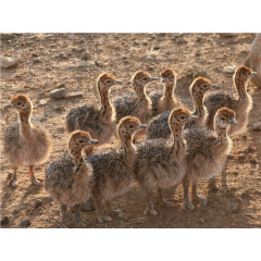 CALVENDO Puzzle CALVENDO Puzzle Straussen Babies in Sudafrika Пазл CALVENDO Puzzle Детеныши страуса в Южной Африке