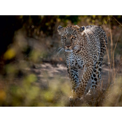 CALVENDO Puzzle CALVENDO Puzzle Emotionale Momente: Leoparden Пазл CALVENDO Puzzle Эмоциональные моменты: леопарды