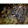 CALVENDO Puzzle CALVENDO Puzzle Emotionale Momente: Leoparden Пазл CALVENDO Puzzle Эмоциональные моменты: леопарды