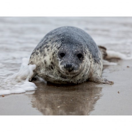 CALVENDO Puzzle CALVENDO Puzzle Seehund auf Helgolands Dune Пазл CALVENDO Puzzle Seal on Helgolands Dune