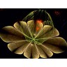 CALVENDO Puzzle CALVENDO Puzzle Unglaubische Fractalblumen Пазл CALVENDO Puzzle Невероятные фрактальные цветы