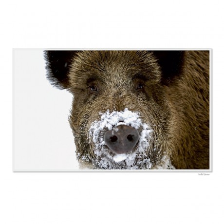 CALVENDO Puzzle CALVENDO Puzzle Emotional Moment: Die Eber. UK-Version Пазл CALVENDO Пазл Эмоциональный момент: Кабаны. версия для Великобритании